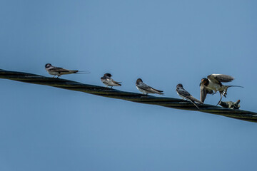 swallows a small bird with dark glossy blue backs red throat pale underparts and long tail streamers perched on a power cable with blue sky in the background © Penny