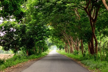 road in the park