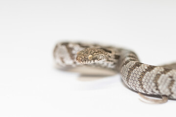 A European Cat Snake or Soosan Snake, Telescopus fallax, white background, selective focus, close-up.