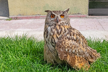 A close-up showing the intense gaze of a Eurasian Eagle Owl. Latin name Bubo bubo, selective focus.