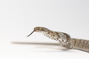 A European Cat Snake or Soosan Snake, Telescopus fallax, white background, selective focus, close-up.