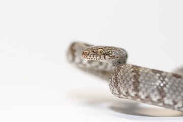 A European Cat Snake or Soosan Snake, Telescopus fallax, white background, selective focus, close-up.