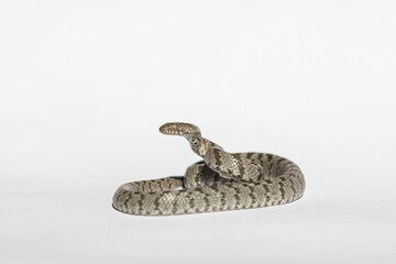 Fototapeta premium A European Cat Snake or Soosan Snake, Telescopus fallax, white background, selective focus, close-up.