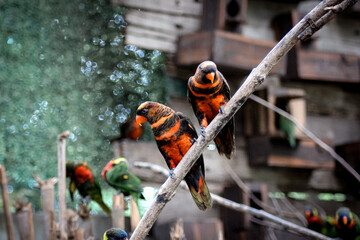 Vibrant Dusky Lories Perched on a Branch