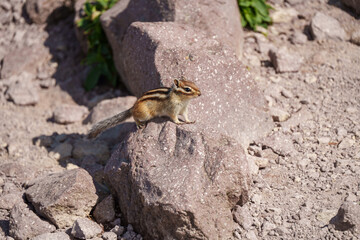 大雪山のエゾシマリス　北海道の可愛い野生動物