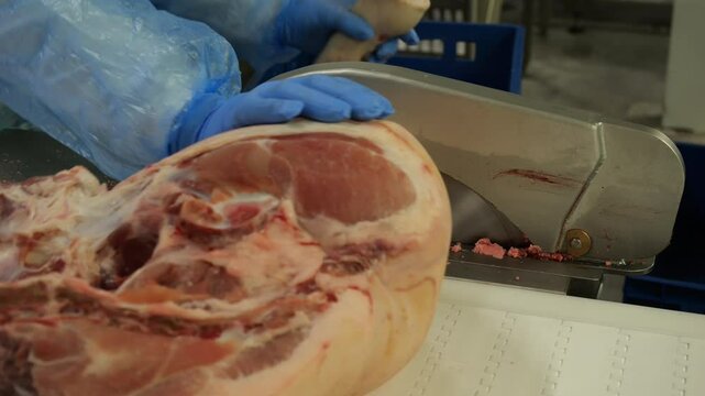 Cutting pork carcasses with saw machine at meat processing factory