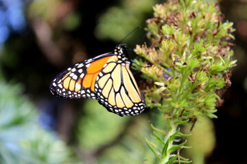 Monarchfalter, Danaus plexippus,