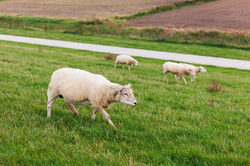 Many grazing sheep in herd scene on dyke lush green field pasture meadow grassland at North Sea coast East Frisia Lower Saxony Germany. Scenic german livestock rural countryside landscape view