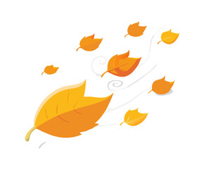 levitation of maple and oak autumn leaves on a white isolated background
