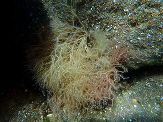 Red algae Amphiroa rigida undersea, Aegean Sea, Greece, Santorini island
