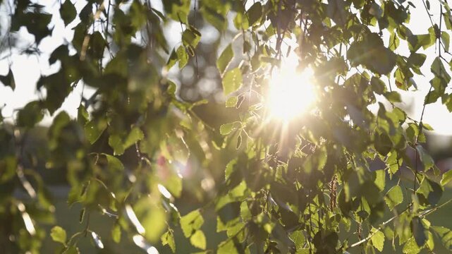 Birch Foliage with Branches of Green Leaves Swaying in Summer Breeze, Warm Backlit Afternoon Sun with Bokeh, Soothing Slow Motion Nature Scene