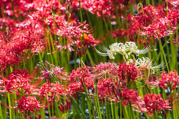 群生する彼岸花