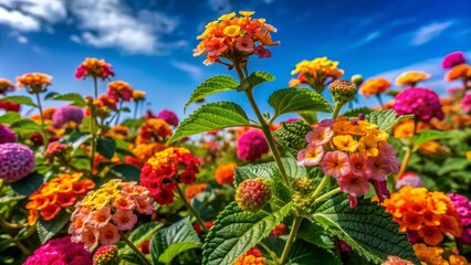 Vibrant Lantana Flowers in Full Bloom Showcasing a Spectrum of Colors Against a Clear Sky Background