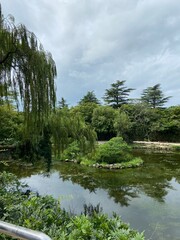 Obraz premium weeping willow in korea