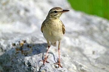 Brachpieper // Tawny Pipit (Anthus campestris) 