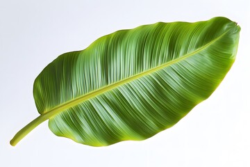 Close Up of A Large Green Banana Leaf
