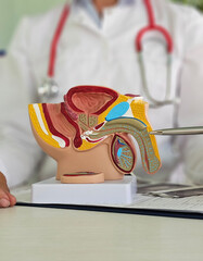 Doctor with suspected prostate cancer using a male reproductive system model during a visit to the...