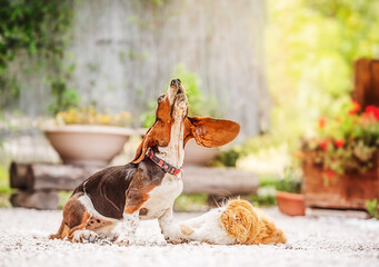 Basset hound dog and cat playing in the yard