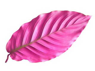 Pink Leaf on White Background