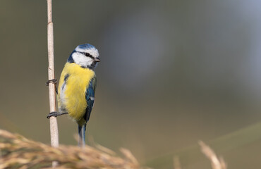 Eurasian blue tit, Cyanistes caeruleus. A bird sits on a reed stalk