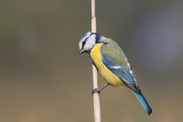 Eurasian blue tit, Cyanistes caeruleus. A bird sits on a reed stalk