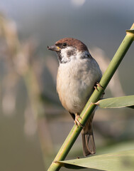 Eurasian tree sparrow, Passer montanus. A bird sits on a reed stalk