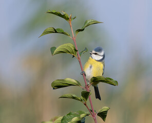 Eurasian blue tit, Cyanistes caeruleus. A bird sits on the branch of a young tree