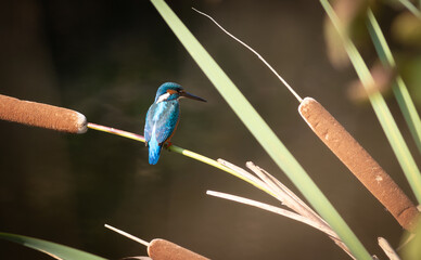 Common kingfisher, Alcedo atthis. A bird sits on a cattail above the river waiting for prey