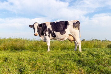 Black and white cow, full length side view standing