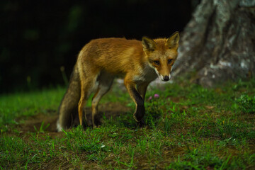 キタキツネ　北海道の可愛い野生動物