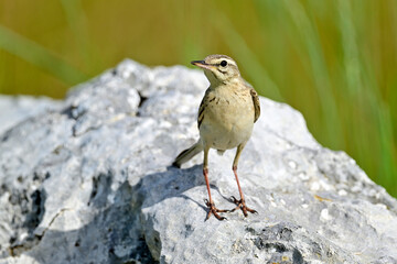 Brachpieper // Tawny Pipit (Anthus campestris) 