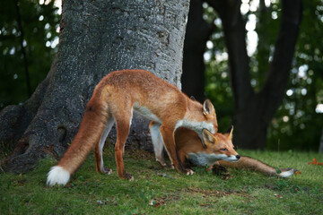キタキツネ　北海道の可愛い野生動物