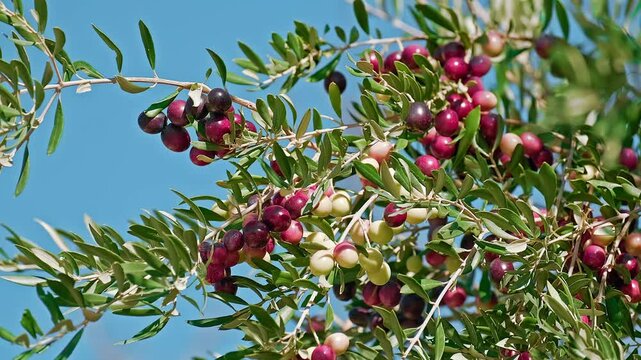 Half ripe olives on the branches of the olive tree with blue sky