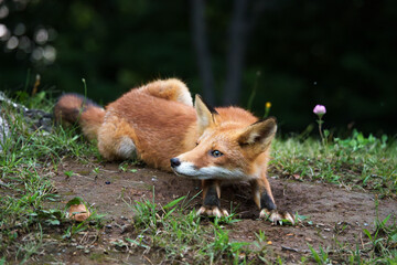 キタキツネ　北海道の可愛い野生動物