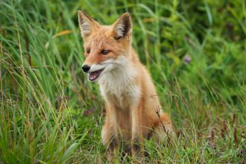 キタキツネ　北海道の可愛い野生動物
