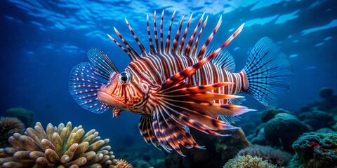 Vibrant Red Lionfish Swimming Gracefully in Crystal Clear Tropical Waters of the Ocean Reef