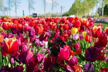 Dutch yellow tulip fields in sunny day