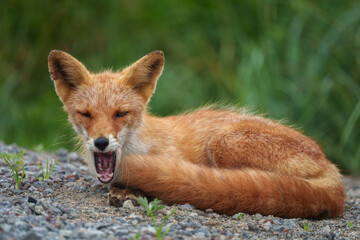キタキツネ　北海道の可愛い野生動物
