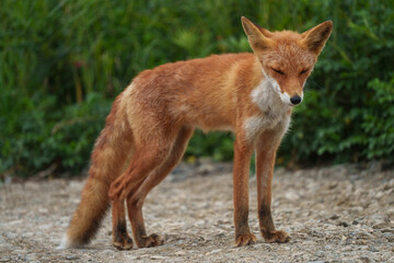キタキツネ　北海道の可愛い野生動物