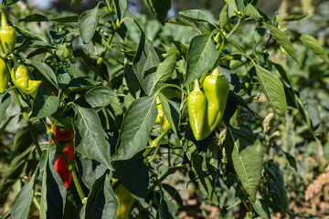Obraz premium green and red pepper growing in the garden