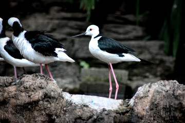 Elegant Black and White Stilts Resting on a Rocky Outcrop