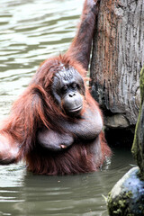 Naklejka premium Majestic Orangutan Relaxing in Jungle Water Habitat
