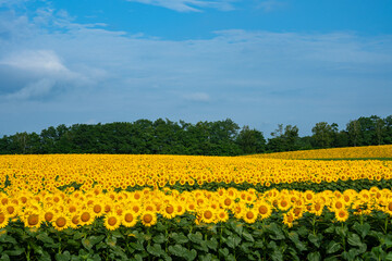Obraz premium 北竜町のひまわり畑 北海道の夏の絶景観光地 8月