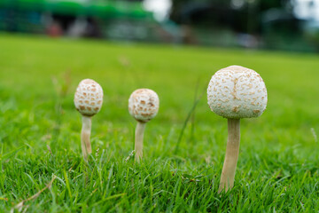 Many white mushroom with a slightly brown cap and a thin stem grows in a patch of green grass. Dew drops cling to the cap, and the background is blurred, focusing attention on the mushroom.