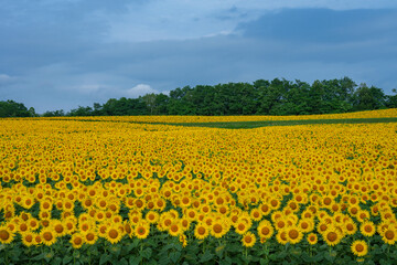 北竜町のひまわり畑　北海道の夏の絶景観光地　8月