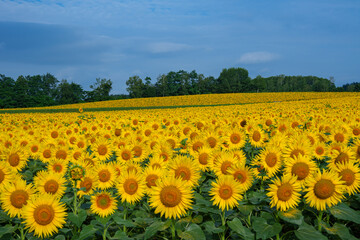 北竜町のひまわり畑　北海道の夏の絶景観光地　8月
