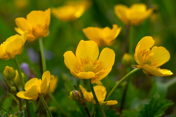 Wild yellow flower on the field