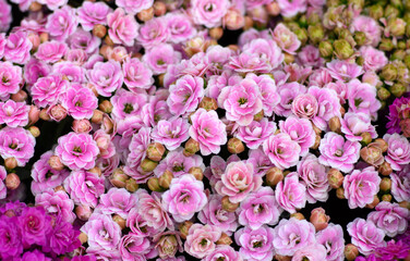 Obraz premium Floral background of colorful flowers