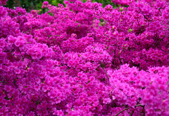 Fototapeta premium Flowers in the park in spring