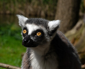 Ring-tailed lemur (Lemur catta)  portrait
